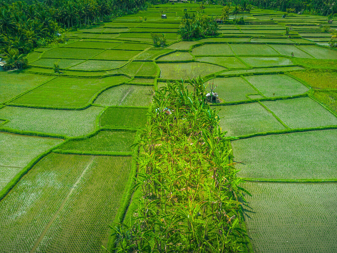 Luftaufnahme des Kajeng-Reisfeldes, Gianyar Regency, Bali, Indonesien, Südostasien, Asien