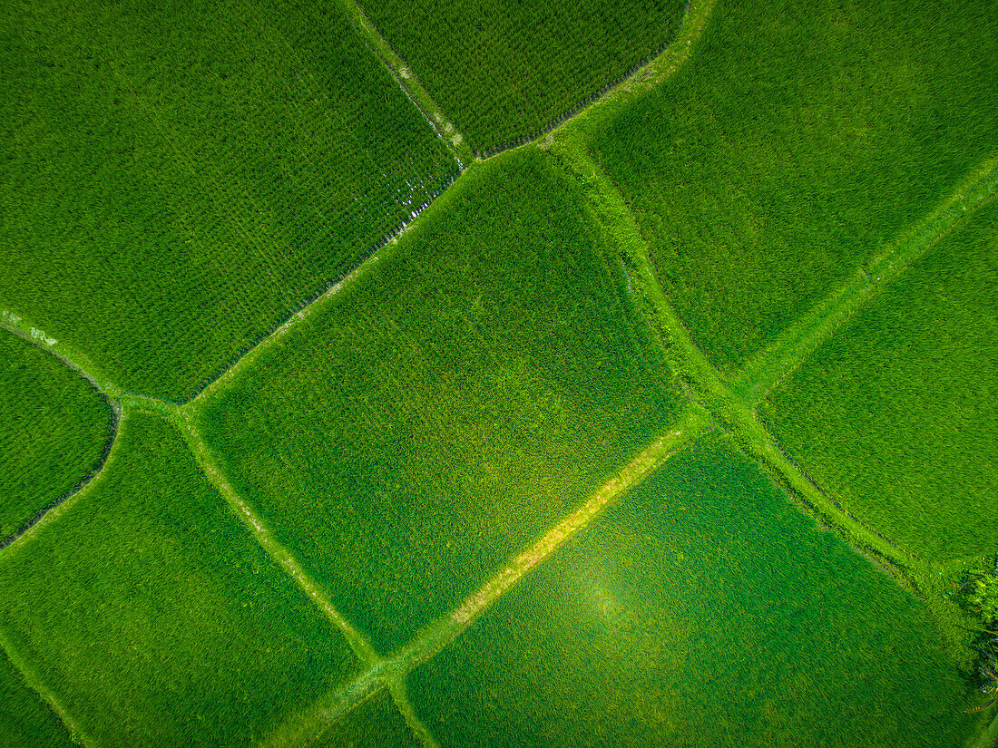 Aerial view of Kajeng Rice Field, Gianyar Regency, Bali, Indonesia, South East Asia, Asia