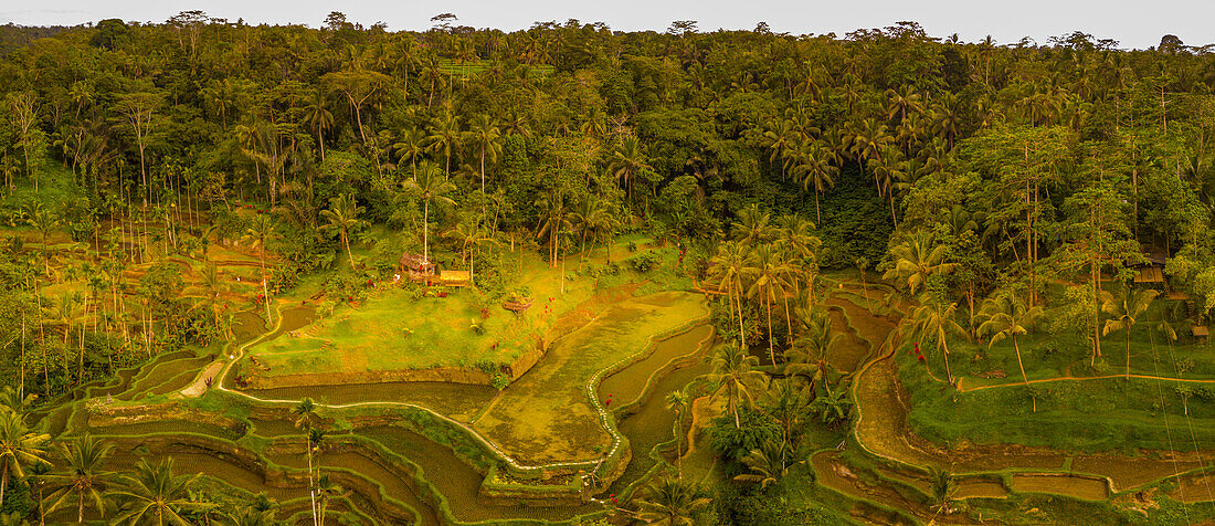 Panoramablick auf die Tegallalang Reisterrasse, UNESCO Weltkulturerbe, Tegallalang, Kabupaten Gianyar, Bali, Indonesien, Südostasien, Asien