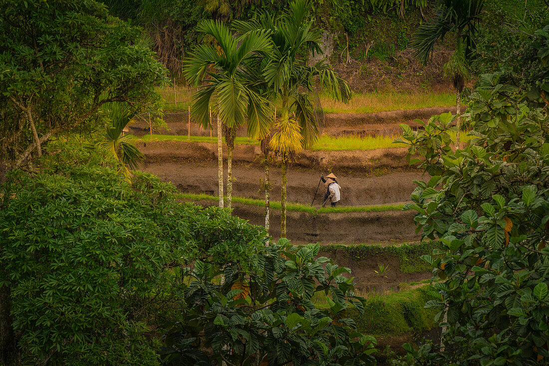 Blick auf Reisfeldarbeiter in der Tegallalang Reisterrasse, UNESCO Weltkulturerbe, Tegallalang, Kabupaten Gianyar, Bali, Indonesien, Südostasien, Asien