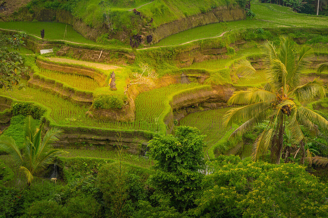 Blick auf die Reisterrasse von Tegallalang, UNESCO-Weltkulturerbe, Tegallalang, Kabupaten Gianyar, Bali, Indonesien, Südostasien, Asien