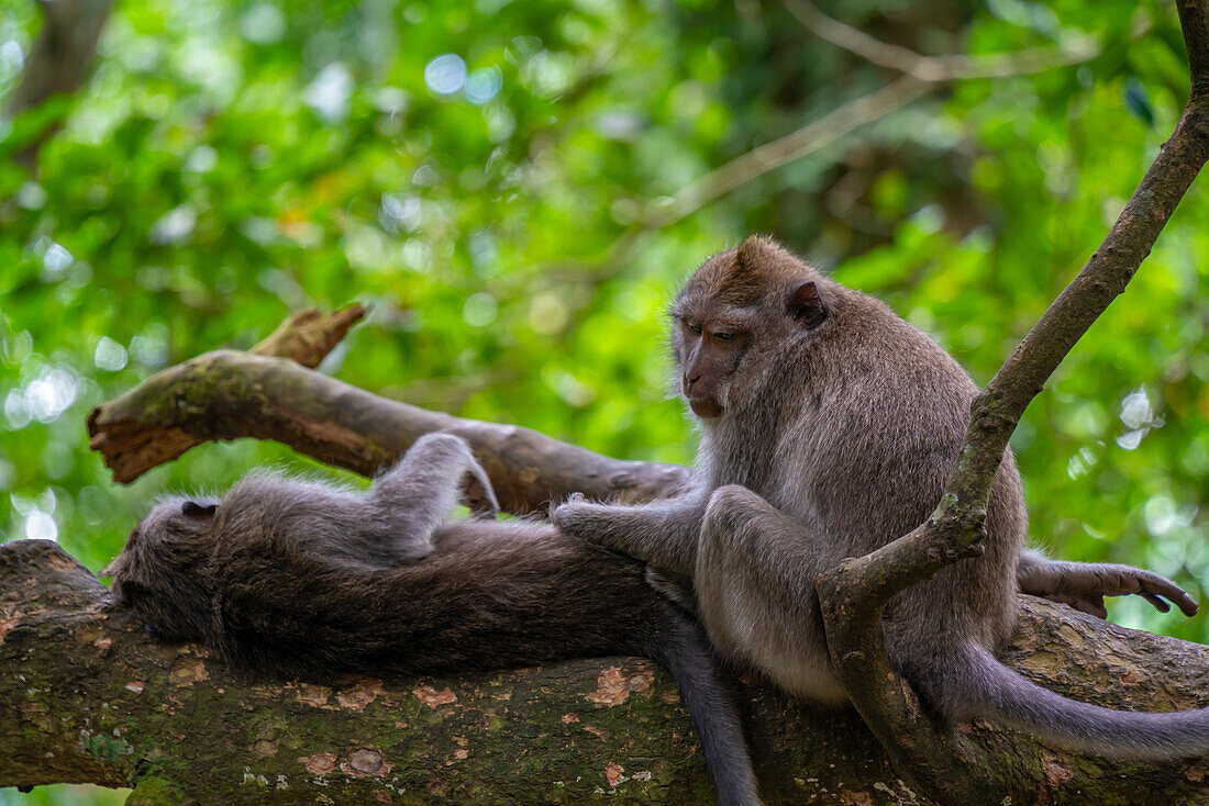 Langschwanzmakaken im Sacred Monkey Forest Sanctuary, Ubud, Kecamatan Ubud, Kabupaten Gianyar, Bali, Indonesien, Südostasien, Asien