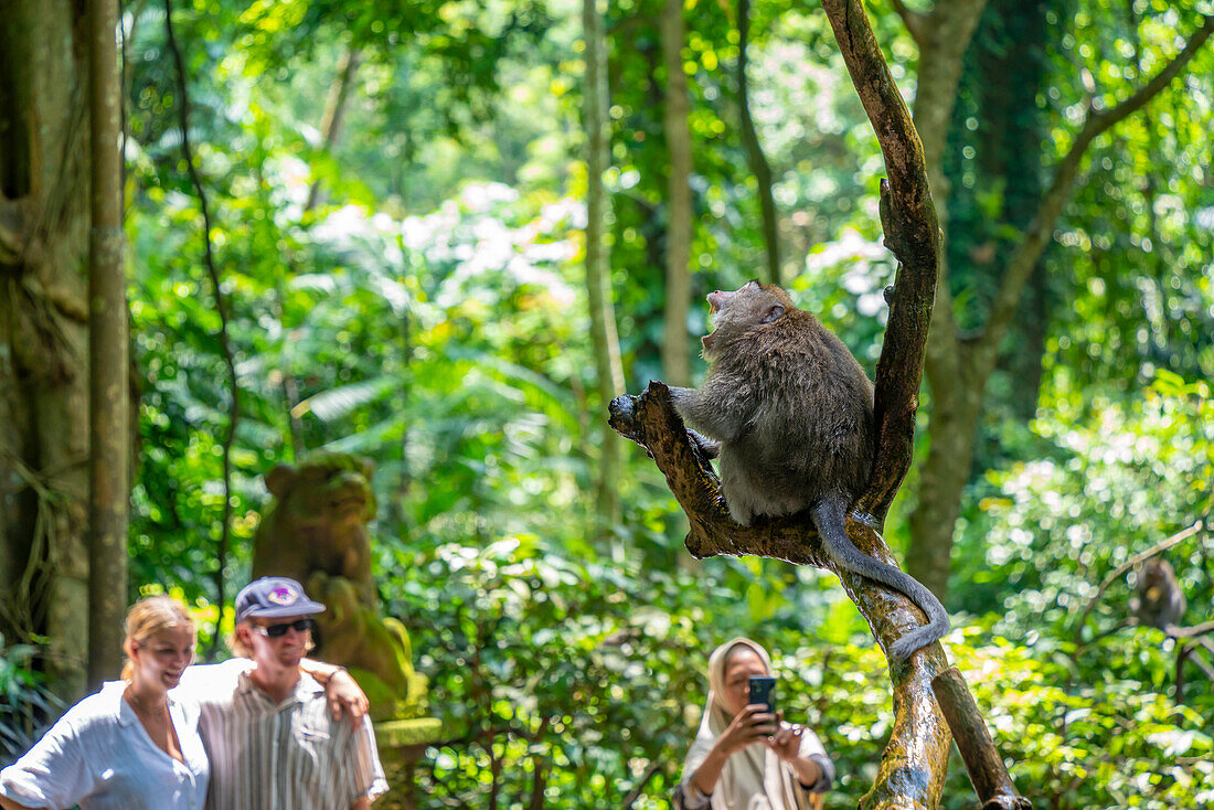 Touristen mit Langschwanzmakaken im Sacred Monkey Forest Sanctuary, Ubud, Kecamatan Ubud, Kabupaten Gianyar, Bali, Indonesien, Südostasien, Asien