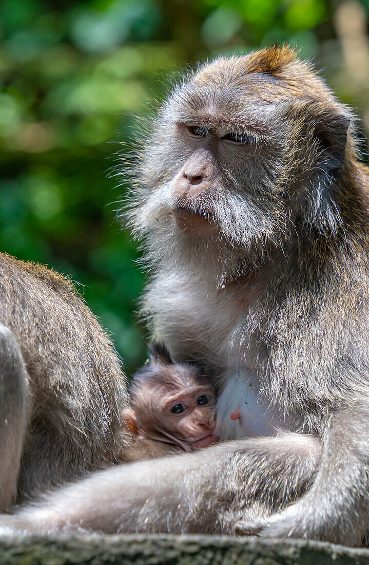 Long tailed Macaque monkeys in Sacred Monkey Forest Sanctuary, Ubud, Kecamatan Ubud, Kabupaten Gianyar, Bali, Indonesia, South East Asia, Asia