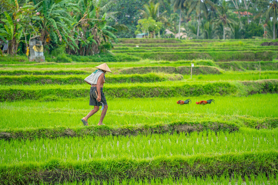 Blick auf Arbeiter in Reisfeldern bei Ubud, Ubud, Kabupaten Gianyar, Bali, Indonesien, Südostasien, Asien