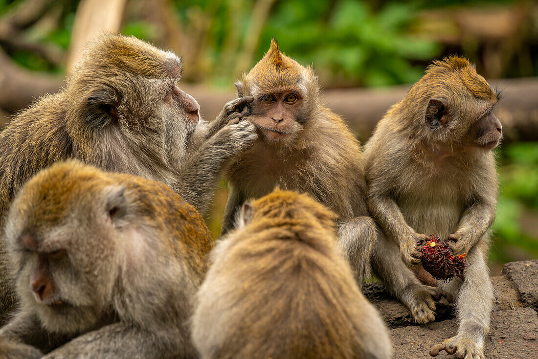 Long tailed Macaque monkeys on roadside, Kabupaten Buleleng, Gobleg, Bali, Indonesia, South East Asia, Asia