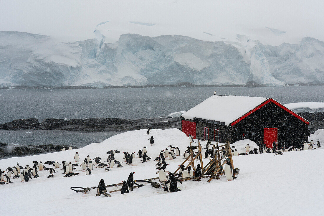 Eselspinguine (Pygoscelis papua), Port Lockroy Britische Antarktis-Basis, Wiencke-Insel, Antarktis, Polargebiete