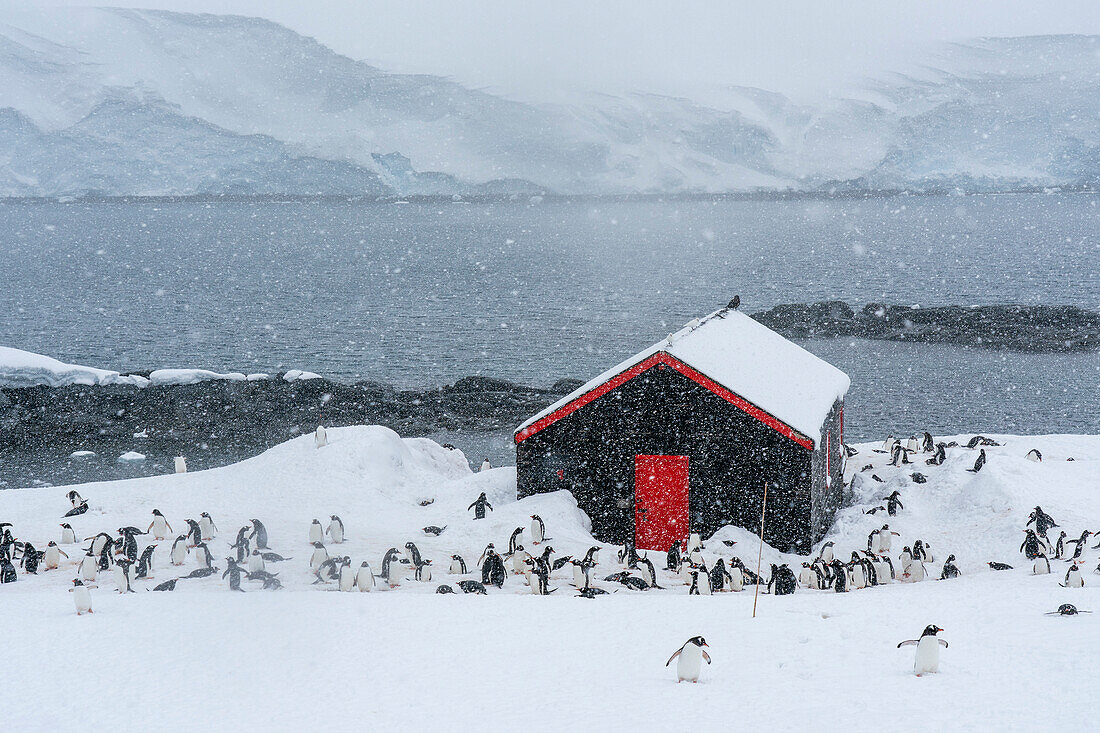 Eselspinguine (Pygoscelis papua), Port Lockroy Britische Antarktisbasis, Wiencke Insel, Antarktis, Polargebiete