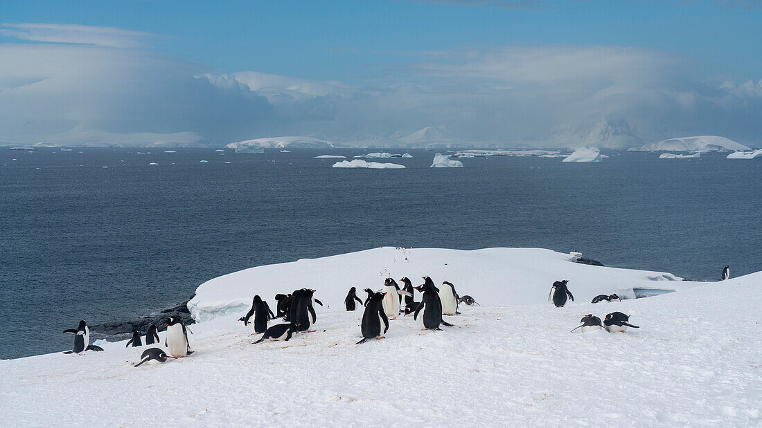 Gentoo penguins (Pygoscelis papua), Petermann Island, Antarctica, Polar Regions