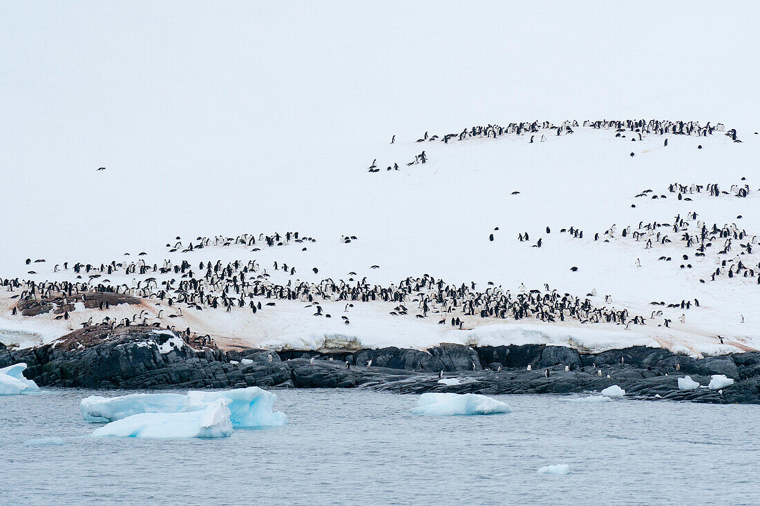 Eselspinguin-Kolonie (Pygoscelis papua), Petermann-Insel, Antarktis, Polargebiete