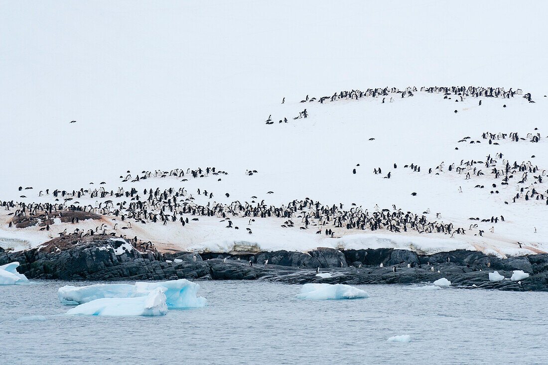 Gentoo penguin colony (Pygoscelis papua), Petermann Island, Antarctica, Polar Regions