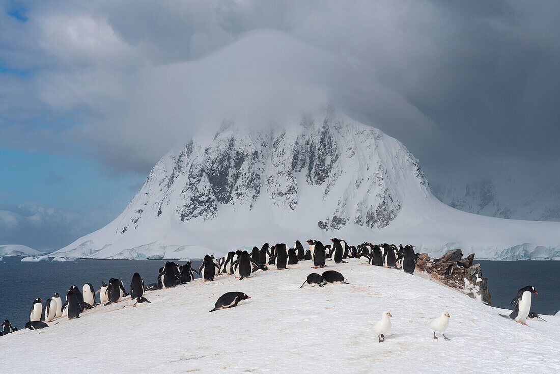 Gentoo penguins (Pygoscelis papua), Petermann Island, Antarctica, Polar Regions