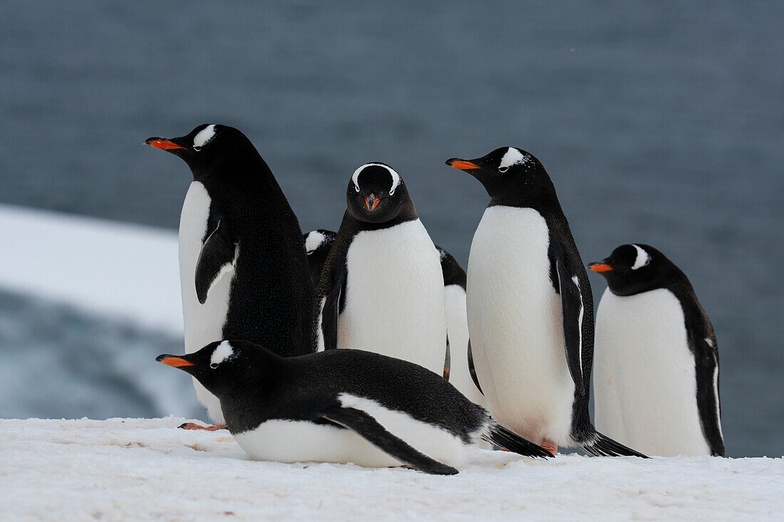 Eselspinguine (Pygoscelis papua), Damoy Point, Wiencke Insel, Antarktis, Polargebiete