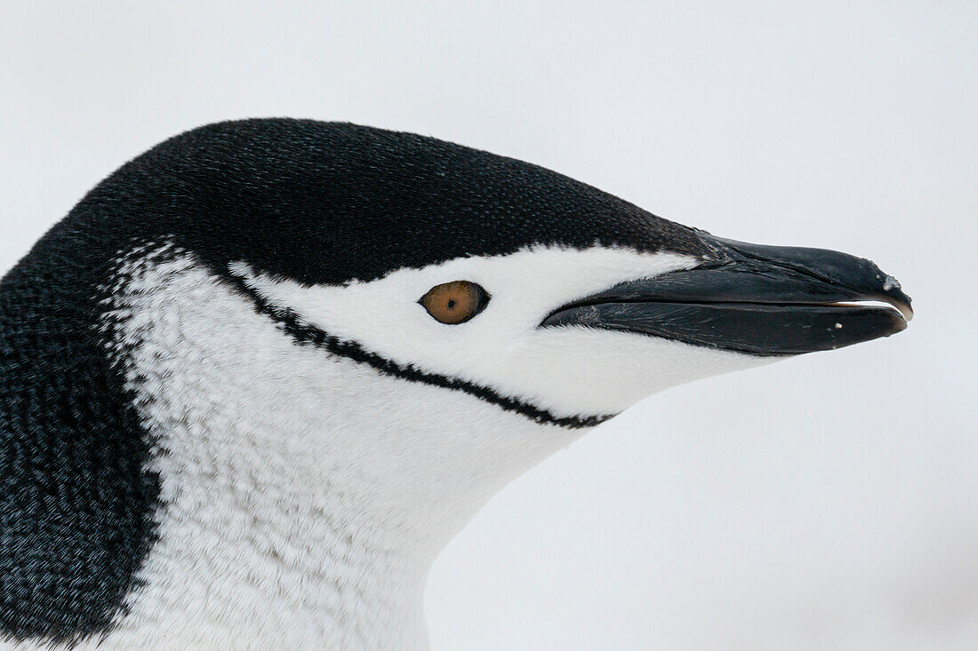 Nahaufnahme des Kopfes eines Zügelpinguins (Pygoscelis antarcticus), Halbmondinsel, Antarktis, Polargebiete