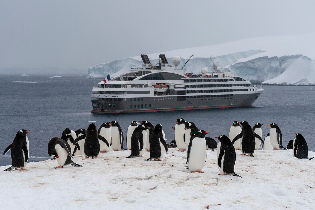 L'Austral cruise ship at the Gentoo penguin colony (Pygoscelis papua) in Damoy Point, Wiencke Island, Antarctica, Polar Regions