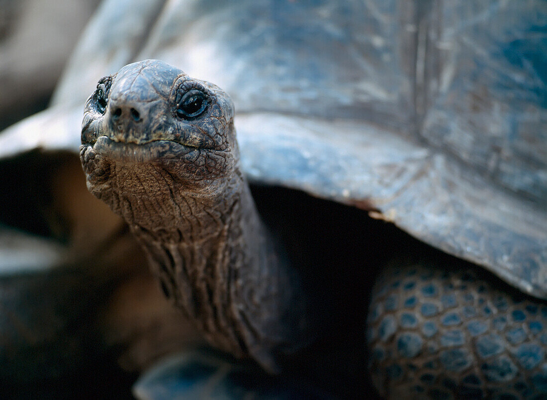 Riesige Schildkröte, Nahaufnahme