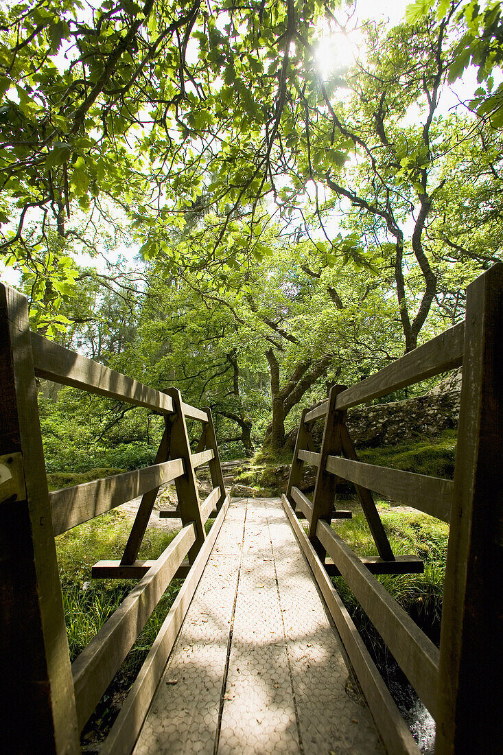 Wooden Bridge Over Stream In Wooded Valley