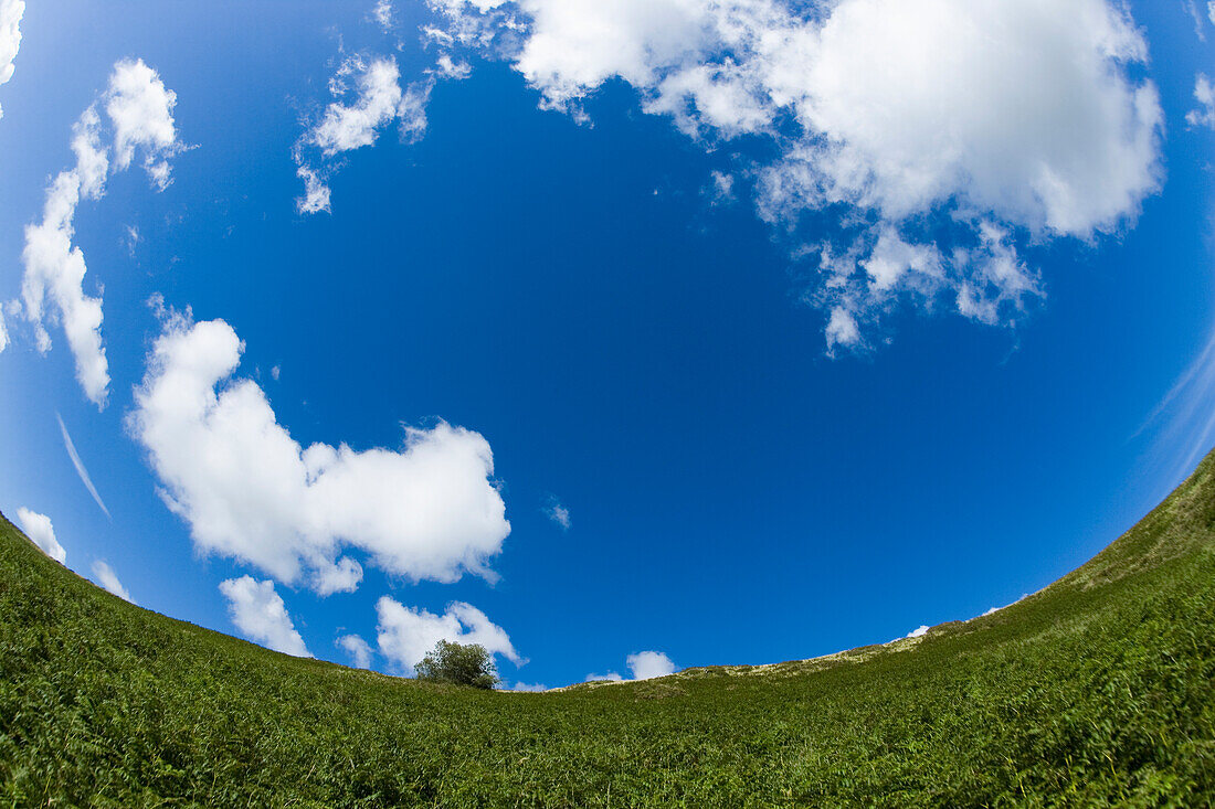 Fish-Eye View Of Ferns Growing Up Valley Wall