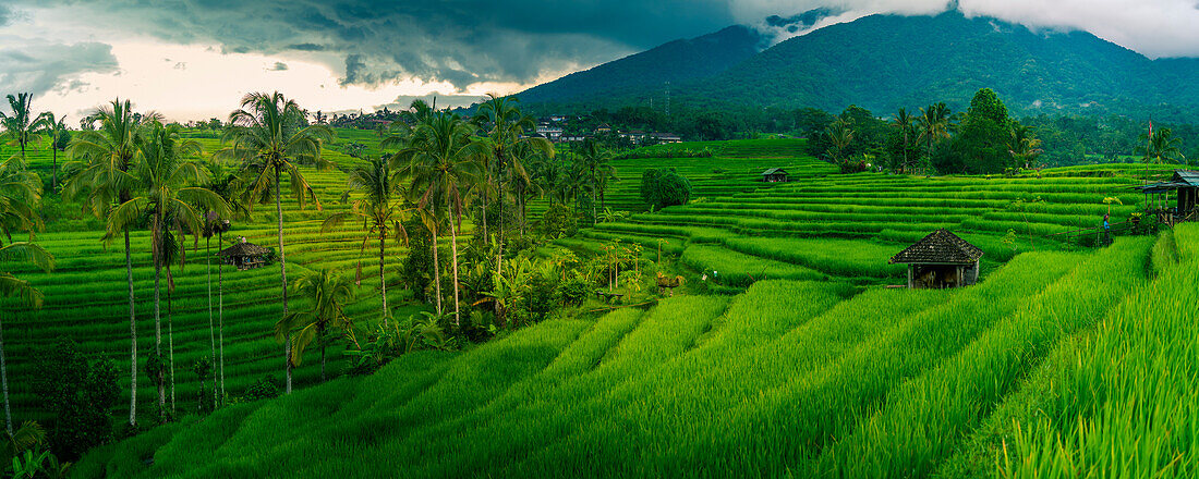 Blick auf die Reisterrasse von Sidemen, Sidemen, Kabupaten Karangasem, Bali, Indonesien, Südostasien, Asien