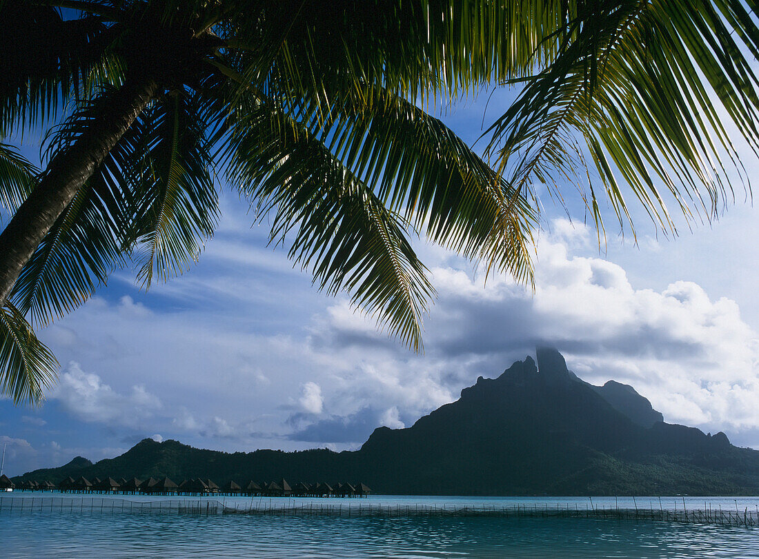 Mountains, Sea And Palm Trees