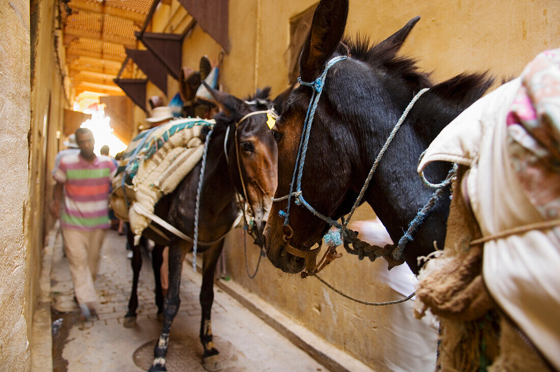 Donkeys And Man On Alley