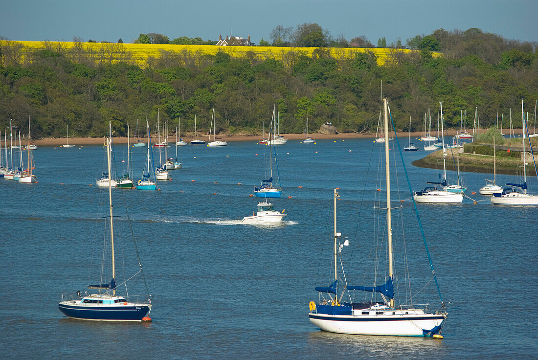 Sailboats In Harbour With Rapeseed Field In Background