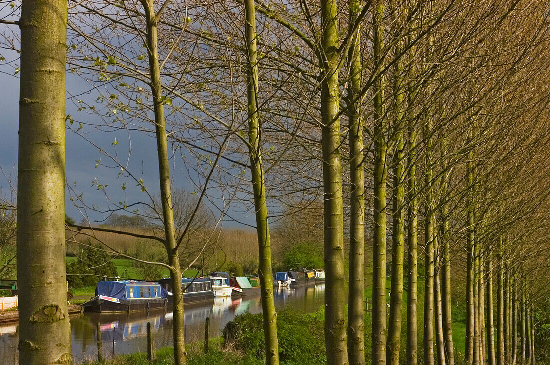 Baumreihe neben dem Shropshire Union Canal.