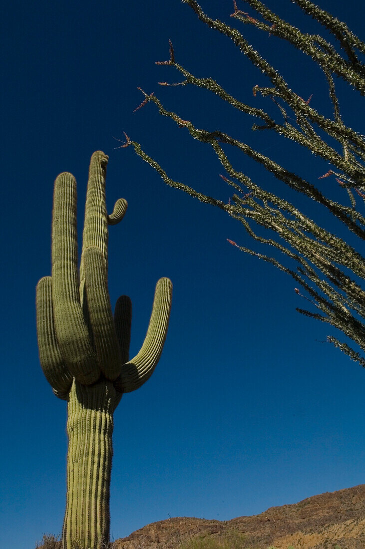 Ein Saguaro-Kaktus in der Sonoran-Wüste.