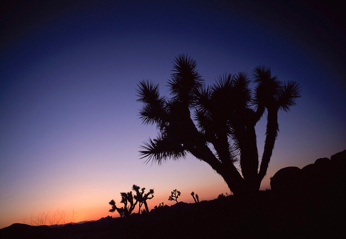 Sonnenuntergang im Joshua Tree National Park, einem US-Nationalpark.