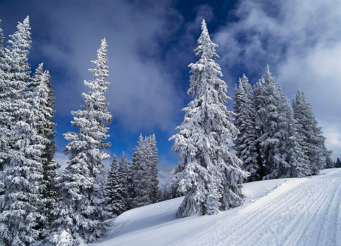 Schneebedeckte Bäume auf dem Aspen Mountain.