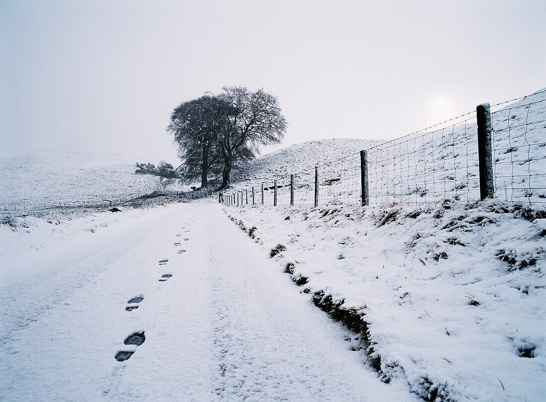 Schritte im frischen Schnee in ländlicher Landschaft