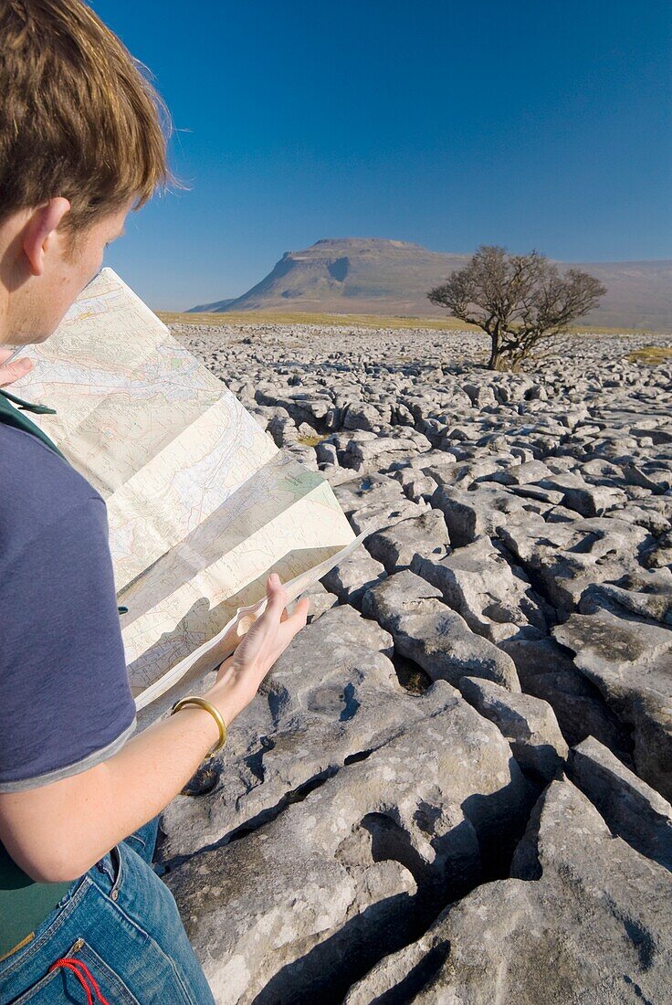 Hiker With Map On Limestone Pavement