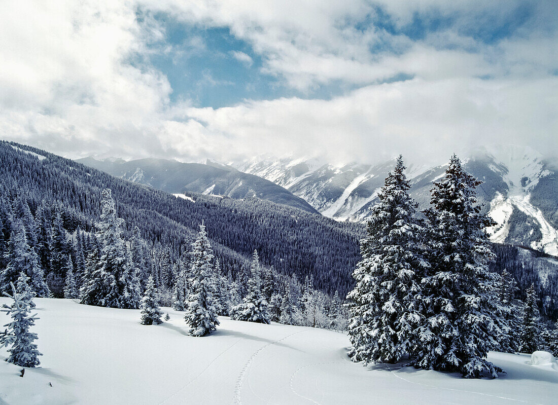 Snow Covered Pine Trees On Mountain