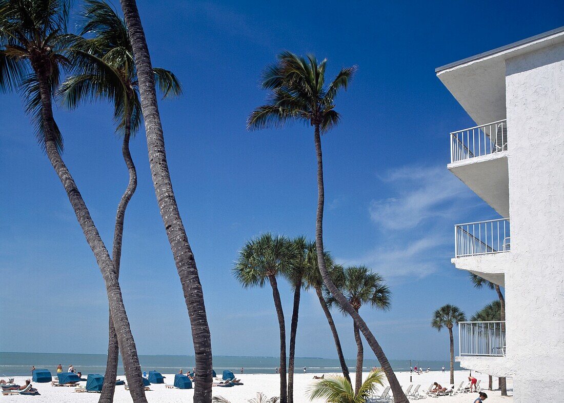 Palm Trees At Fort Myers Beach