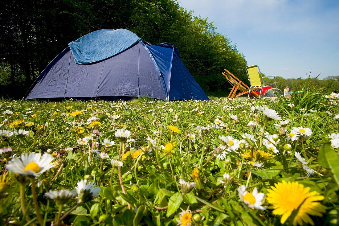 Campingfeld voller Gänseblümchen und Löwenzahn