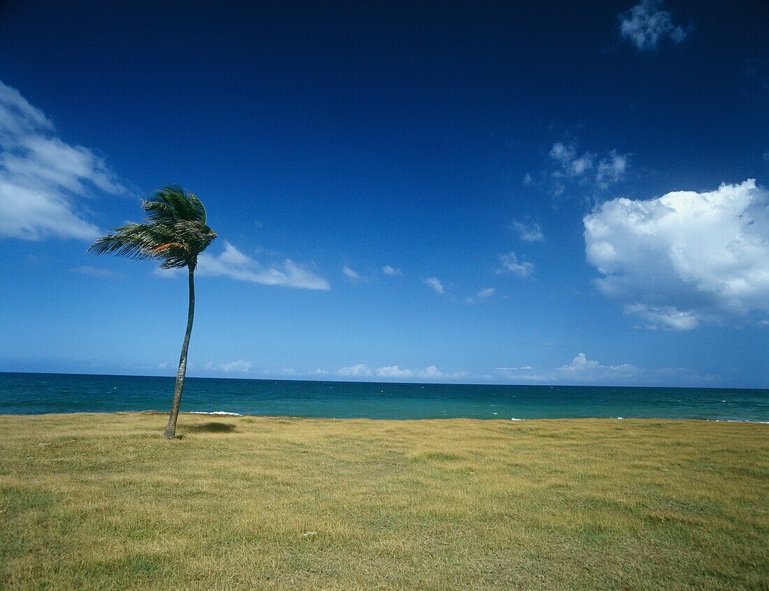 Palm Tree On Beach