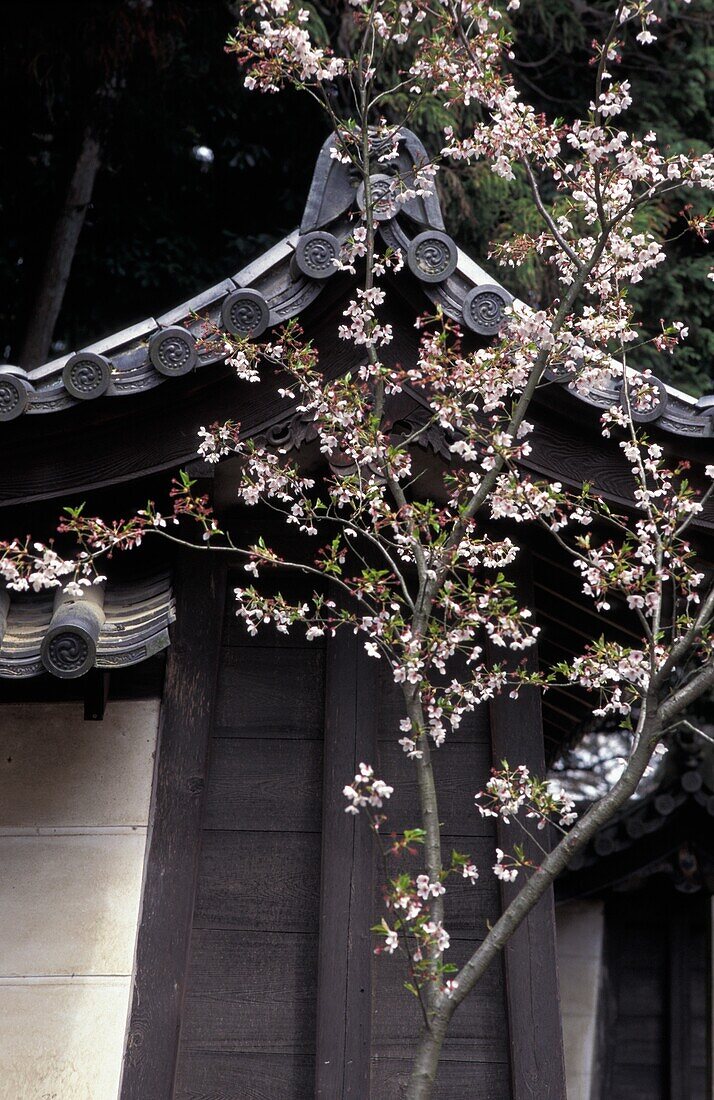 Traditionelle Architektur mit Kirschblüten