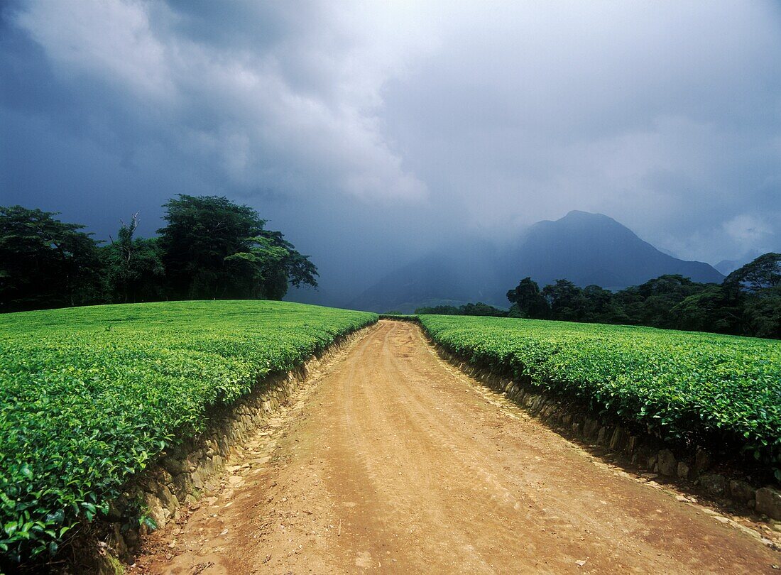 Straße in Lujeri Tea Estate mit herannahendem Sturm unterhalb des Mt. Mulanje