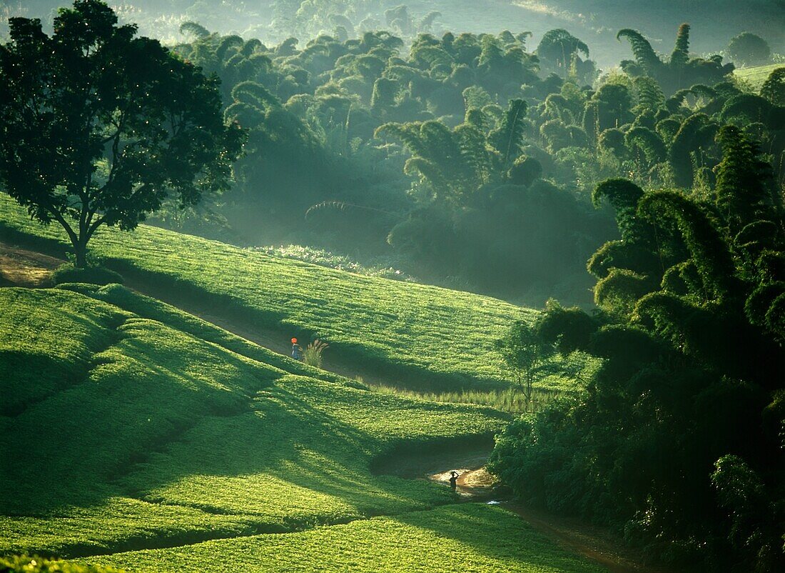 People Walking Through Lujeri Tea Estate At Dawn Past Bamboo Beneath Mt Mulanje