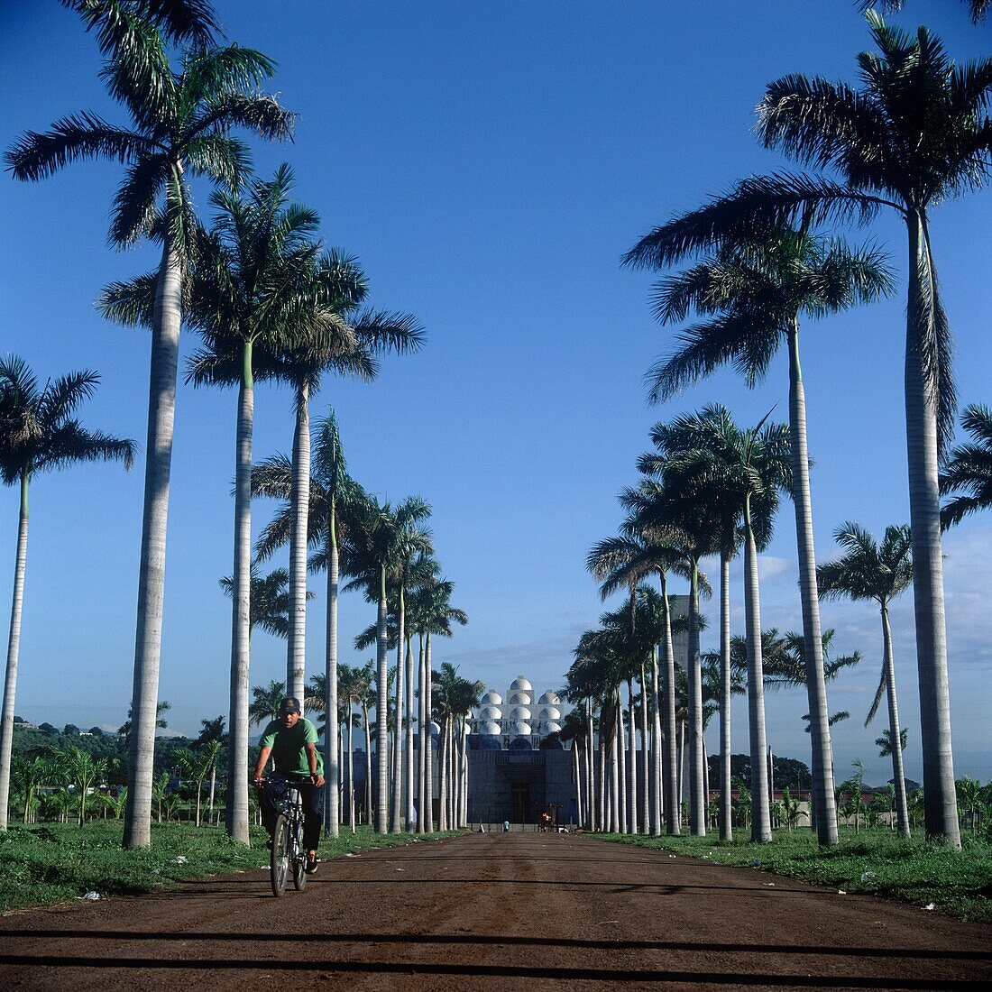 Gasse zwischen Palmenreihen, die zur Kathedrale von Mangua führt