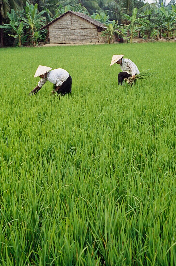 Zwei Landwirte im Reisfeld