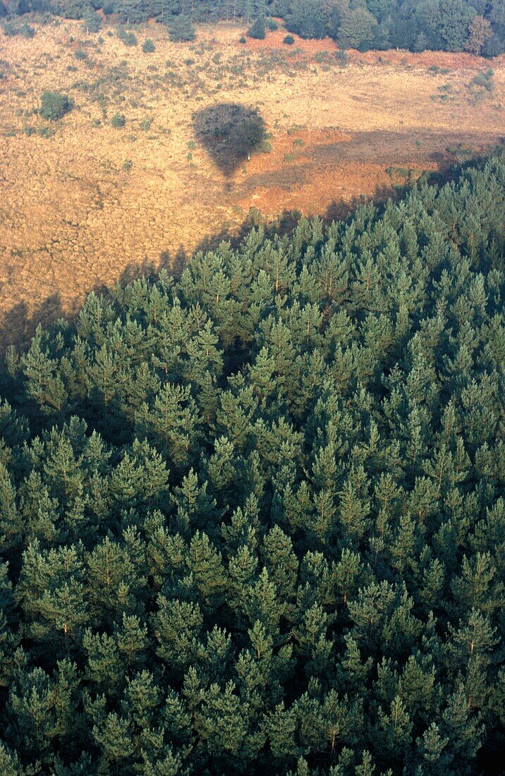 Shadow Of Hot Air Balloon Over New Forest