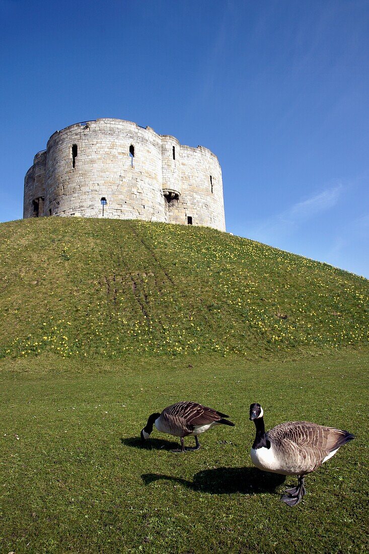 Geese On Grass Near Cliffords Tower In Castle Area