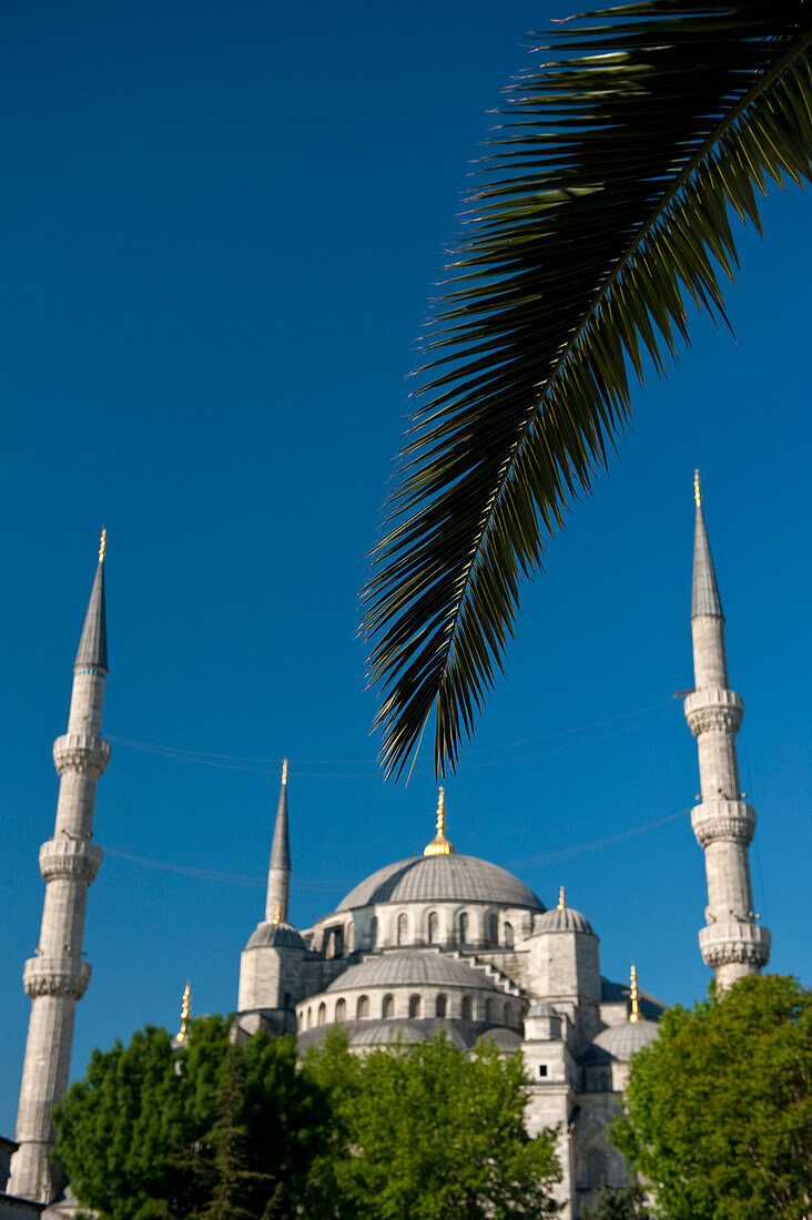 Türkei, Dattelpalmenwedel vor der Sultanahmet oder Blauen Moschee; Istanbul