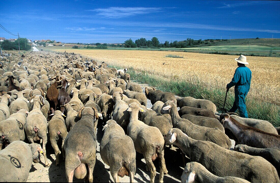 Landwirt führt Schafe auf Landstraße