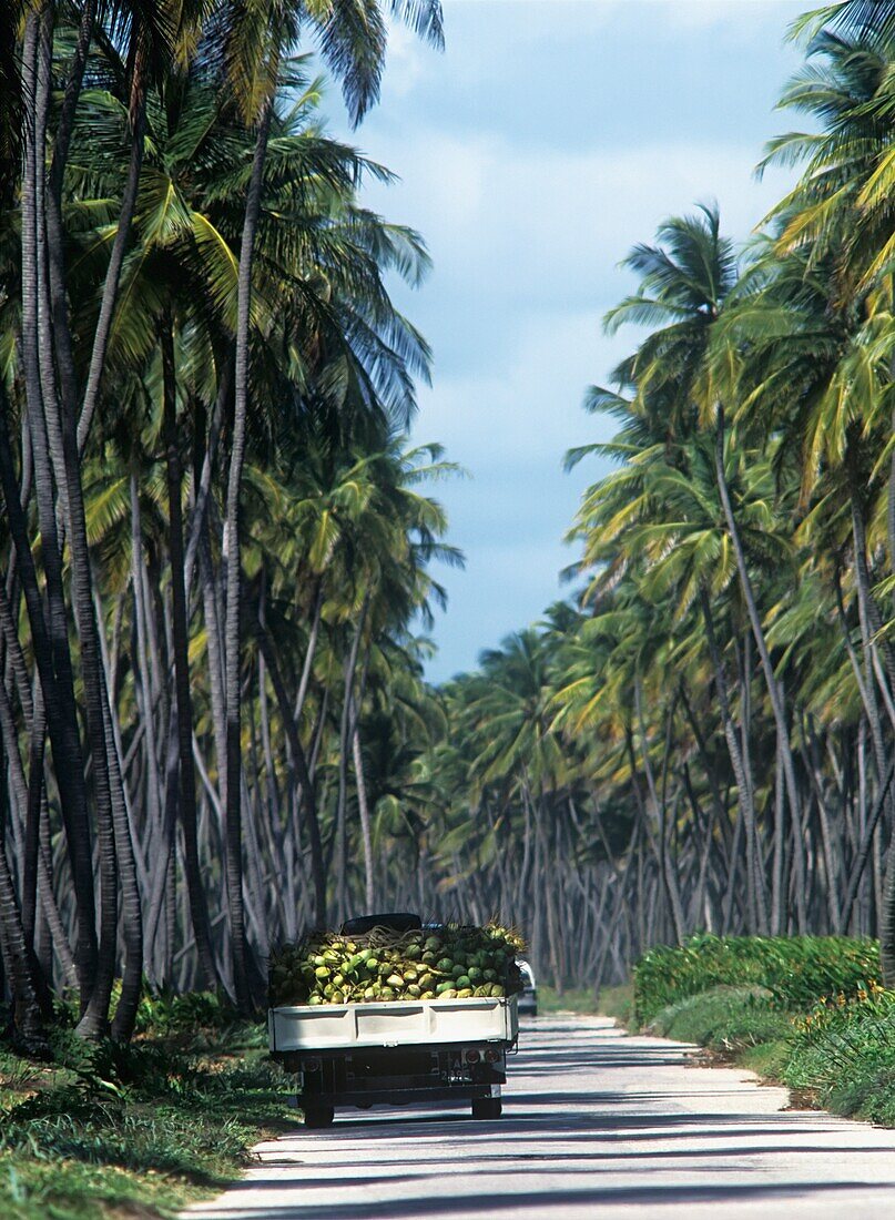 Kokosnuss-LKW auf dem Weg durch den Manzanilla-Kokosnuss-Hain