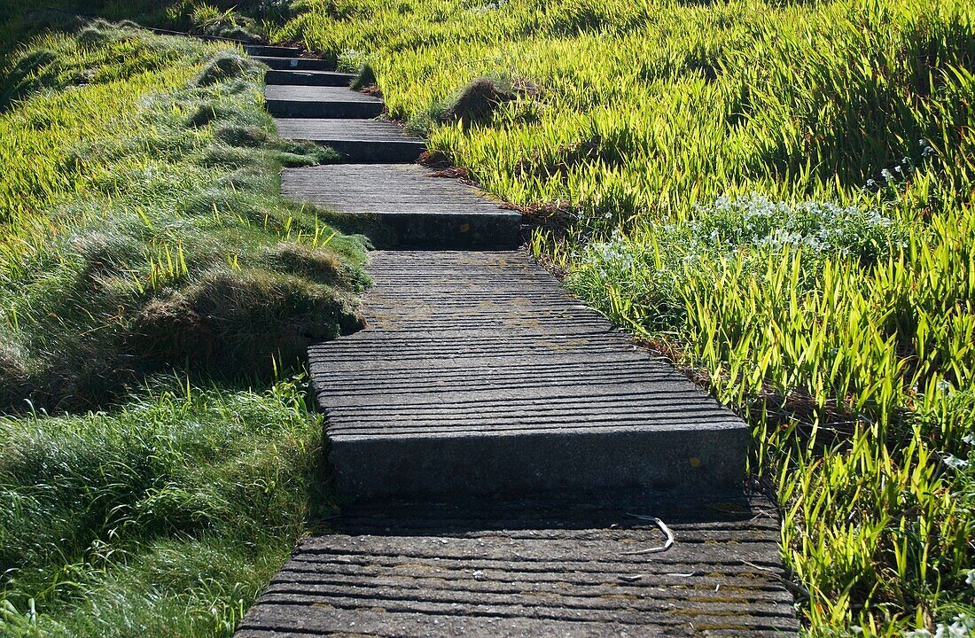 Boardwalk Through Meadow