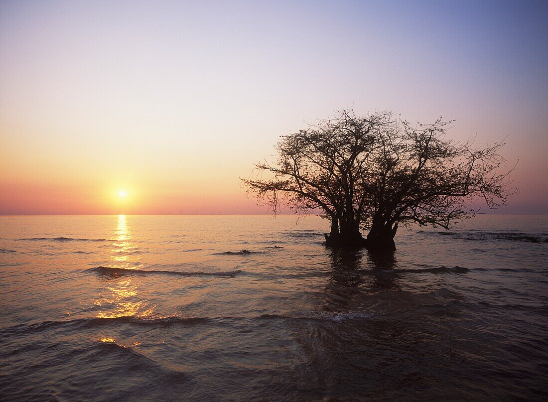 Teilweise untergetauchter Baum im Malawi-See, Sonnenuntergang