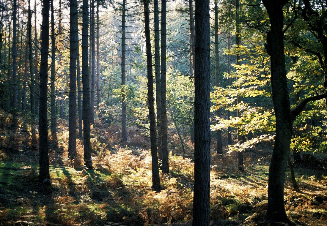 Sunlight Through Trees In The Forest