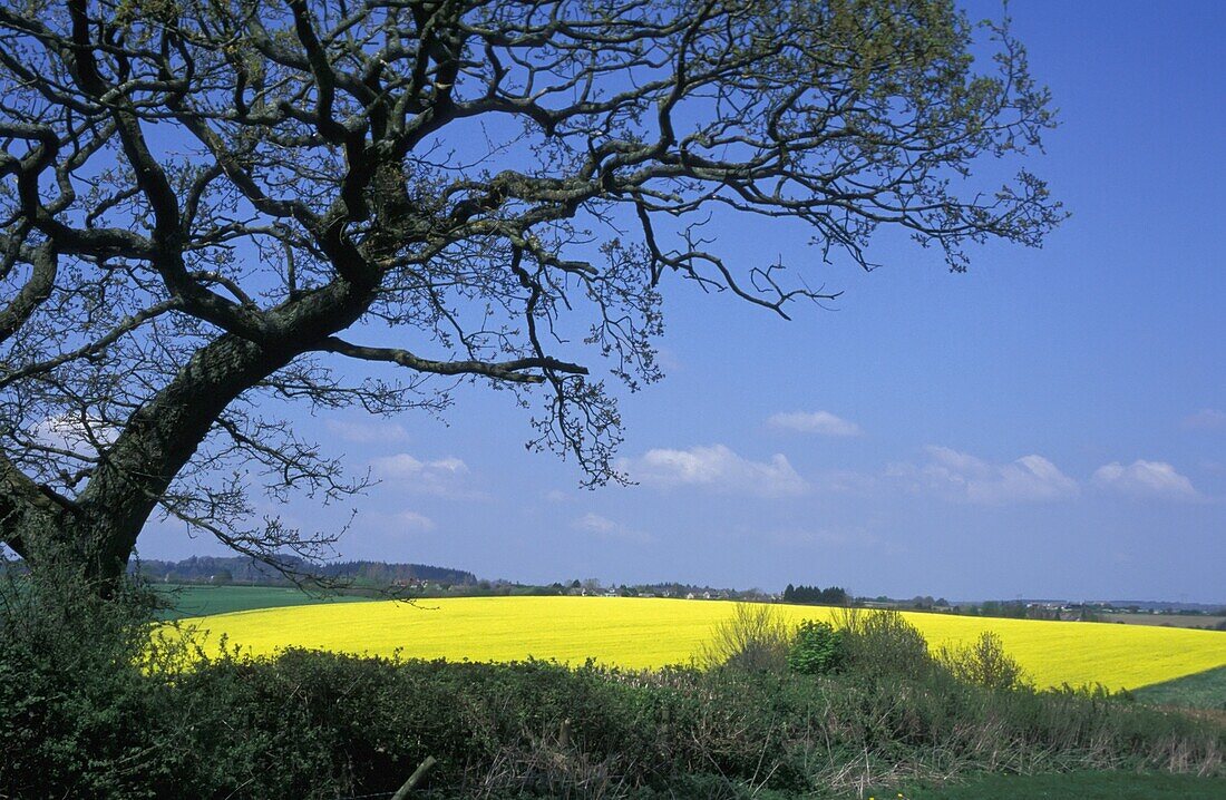 Gelbes Rapsfeld und Baum